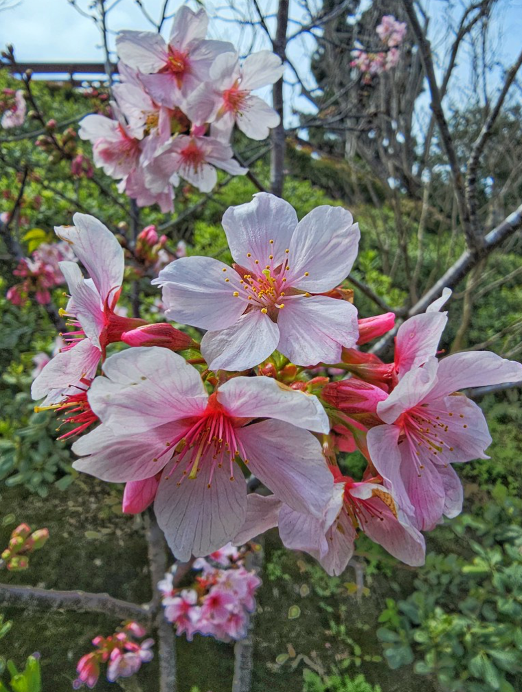 2025 Cherry Blossoms  @ Japanese Friendship&nbsp;Garden