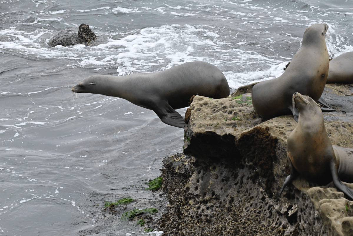 Wildlife, Waves, and Wonder at La Jolla&nbsp;Cove