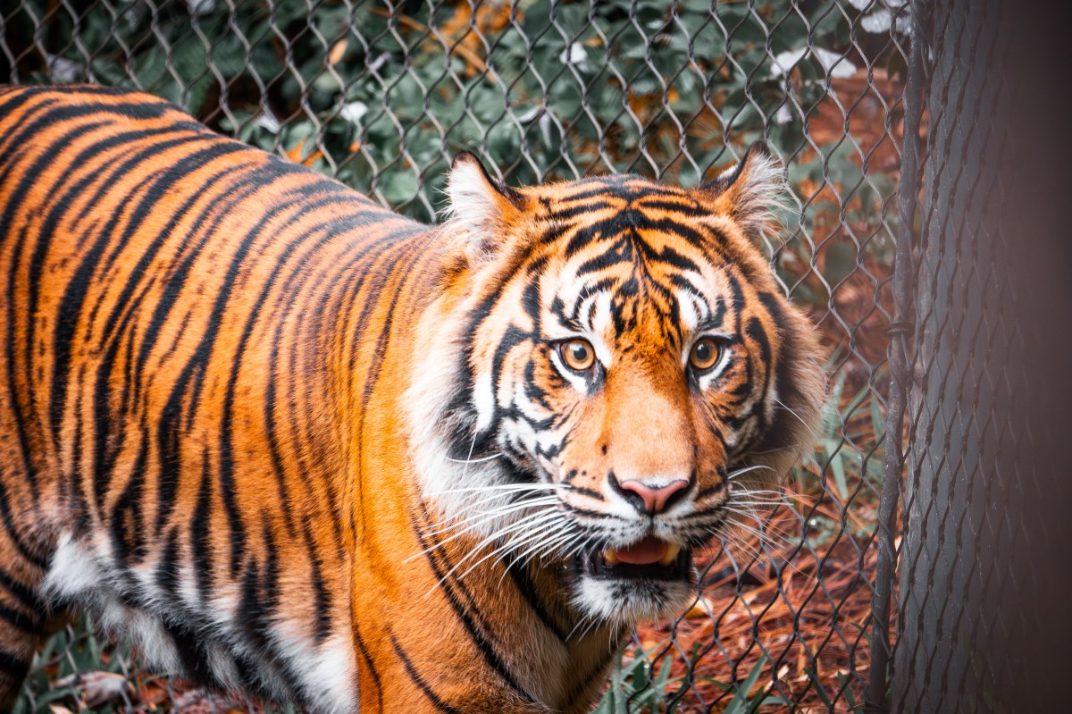🦁 Wild Encounters: Exploring the San Diego Zoo Safari&nbsp;Park