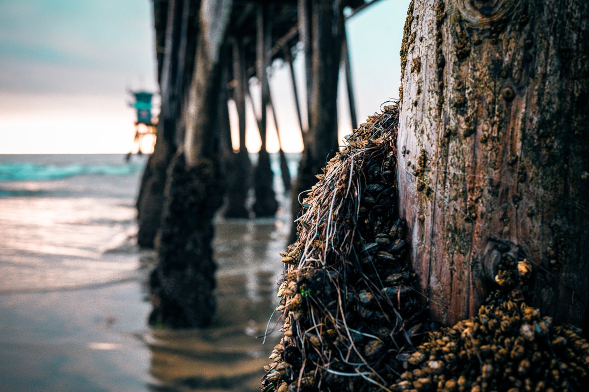 King Tides at Imperial&nbsp;Beach