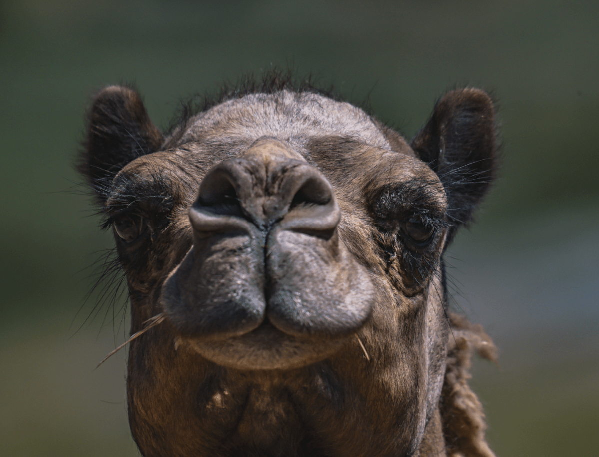 Oasis Camel Dairy: Ramona’s Most Unexpected&nbsp;Adventure