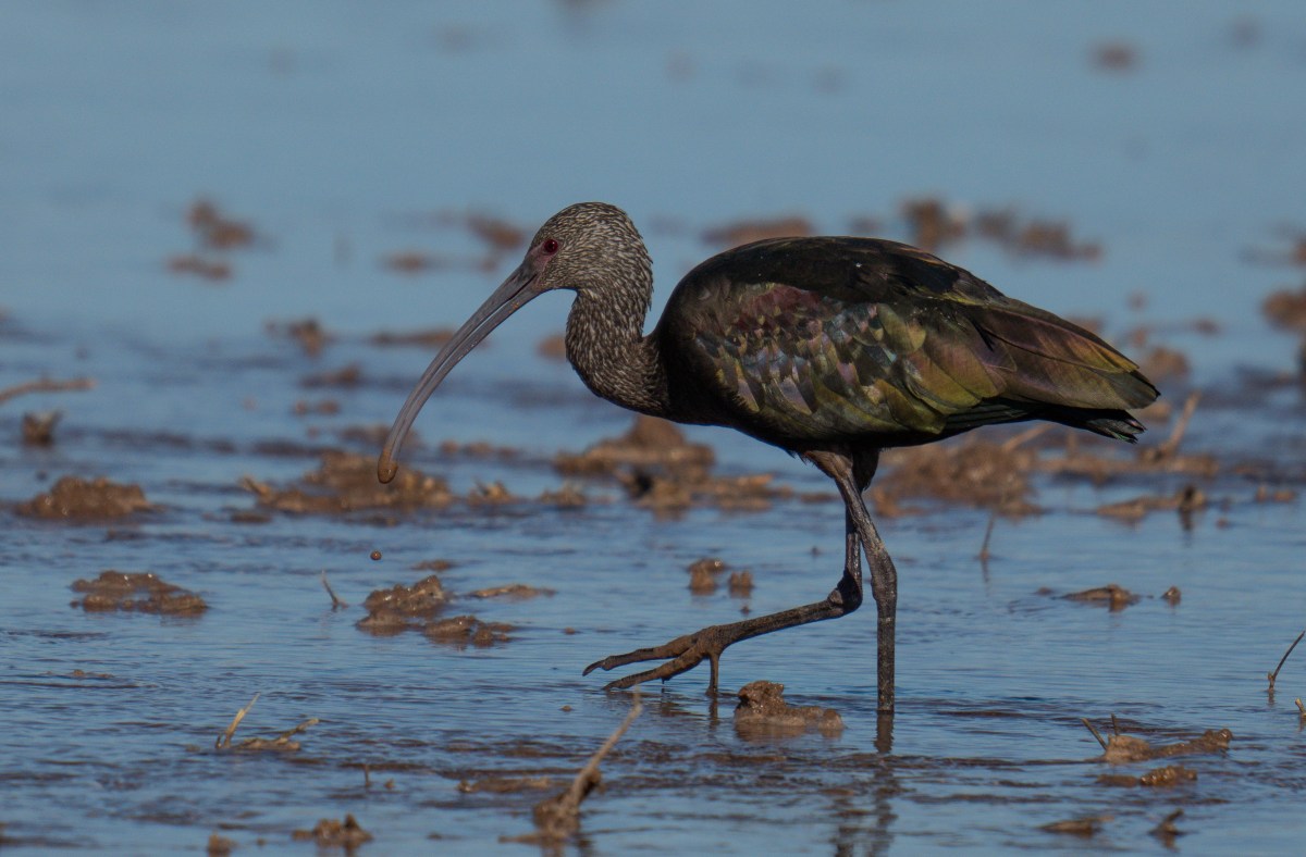 Sonny Bono Salton Sea National Wildlife Refuge: Life Thriving at the Edge of the&nbsp;Desert