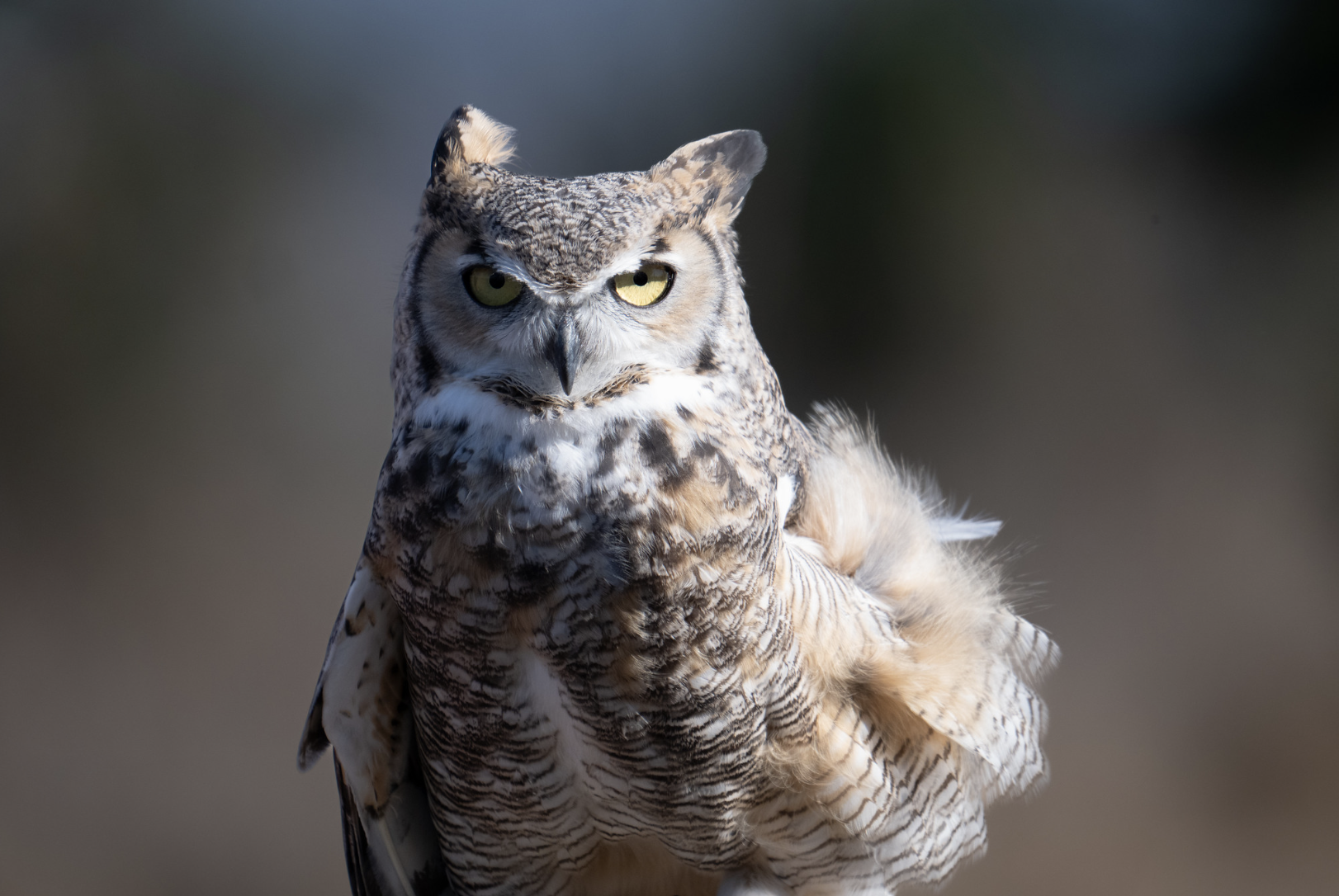 Ramona Hawk Watch: A Front-Row Seat to Southern California’s Raptor ...