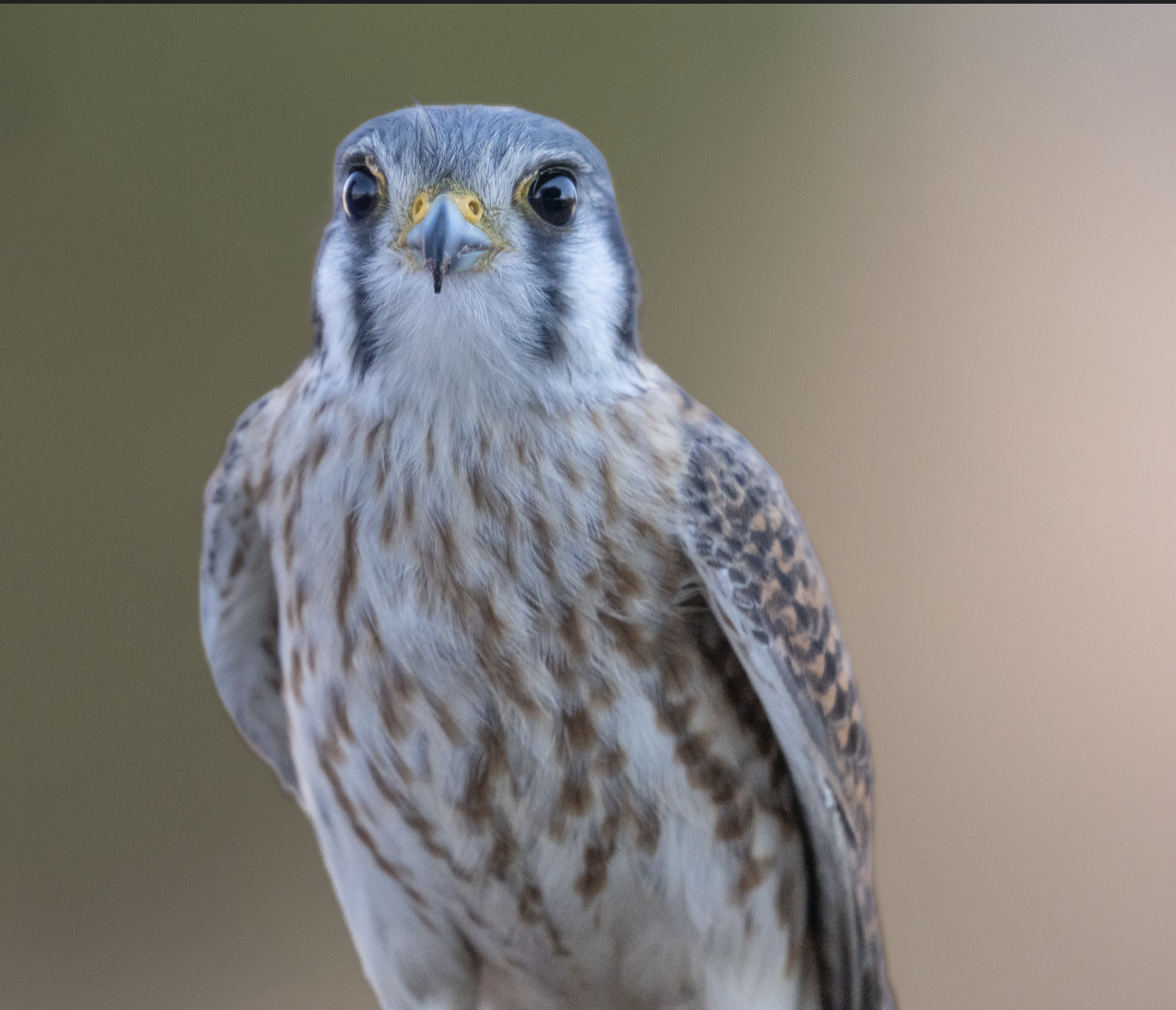 Ramona Hawk Watch: A Front-Row Seat to Southern California’s Raptor ...