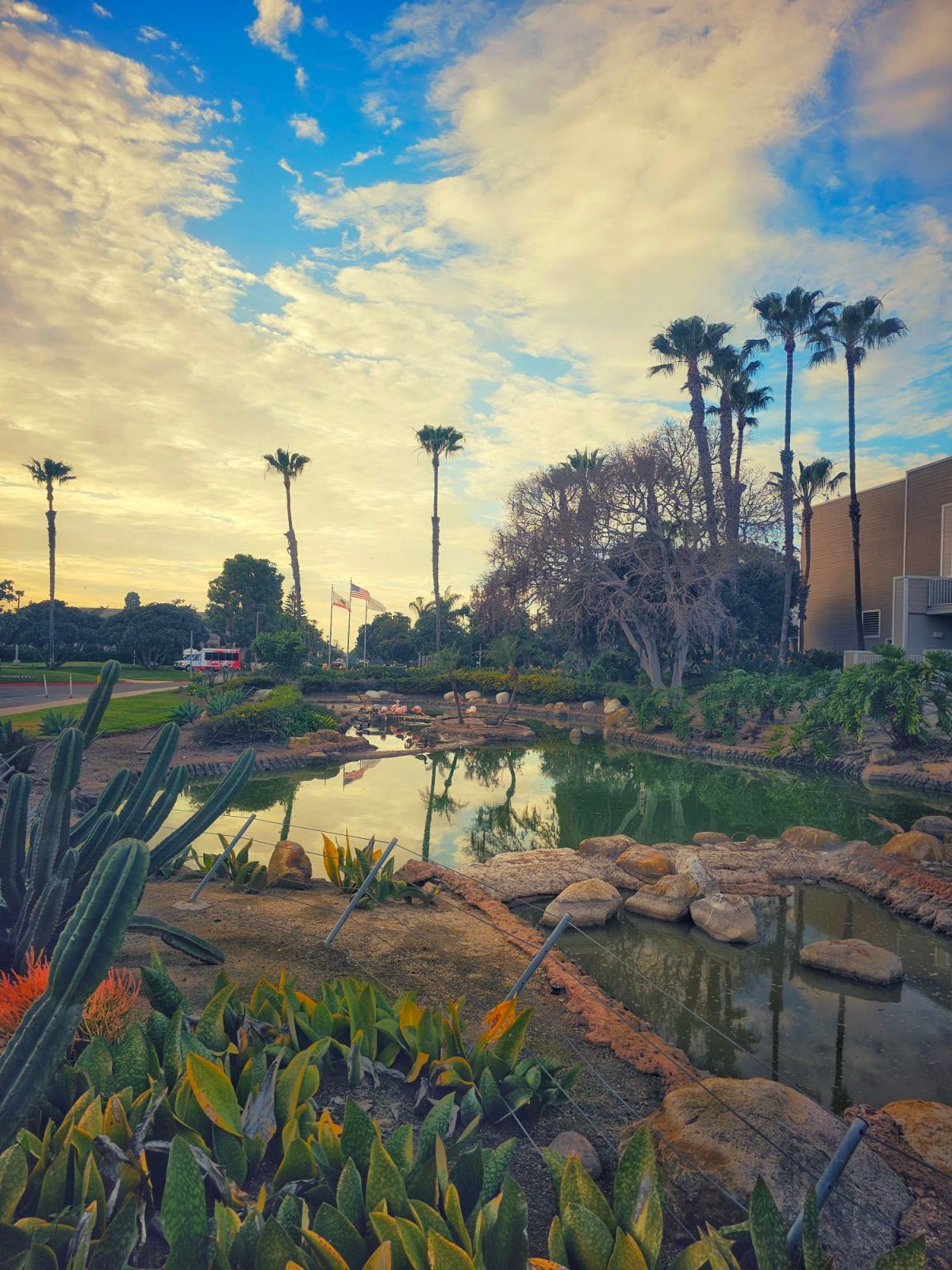 🦩 The Pink Ambassadors of Coronado: Flamingos at the&nbsp;Marriott