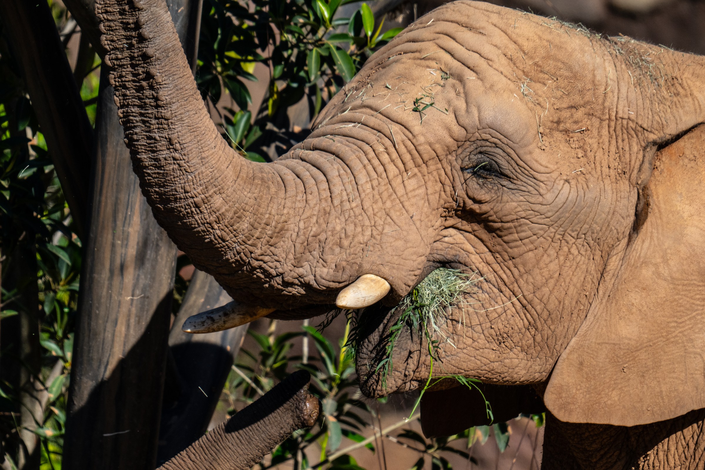 Elephant Valley Opens at the San Diego Zoo Safari Park – Exploring San ...