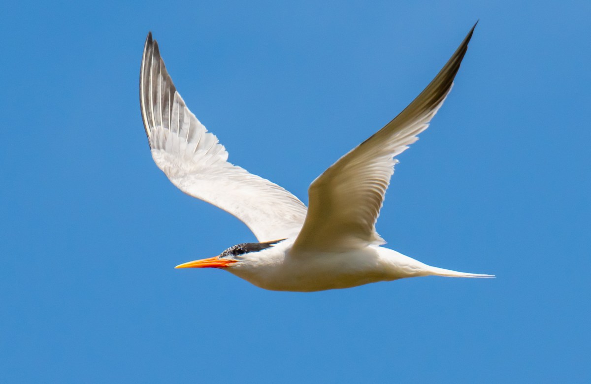 Elegant Terns in Imperial Beach and the South Bay Salt&nbsp;Flats